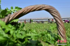 河南虞城：12万亩荠菜迎来丰收季